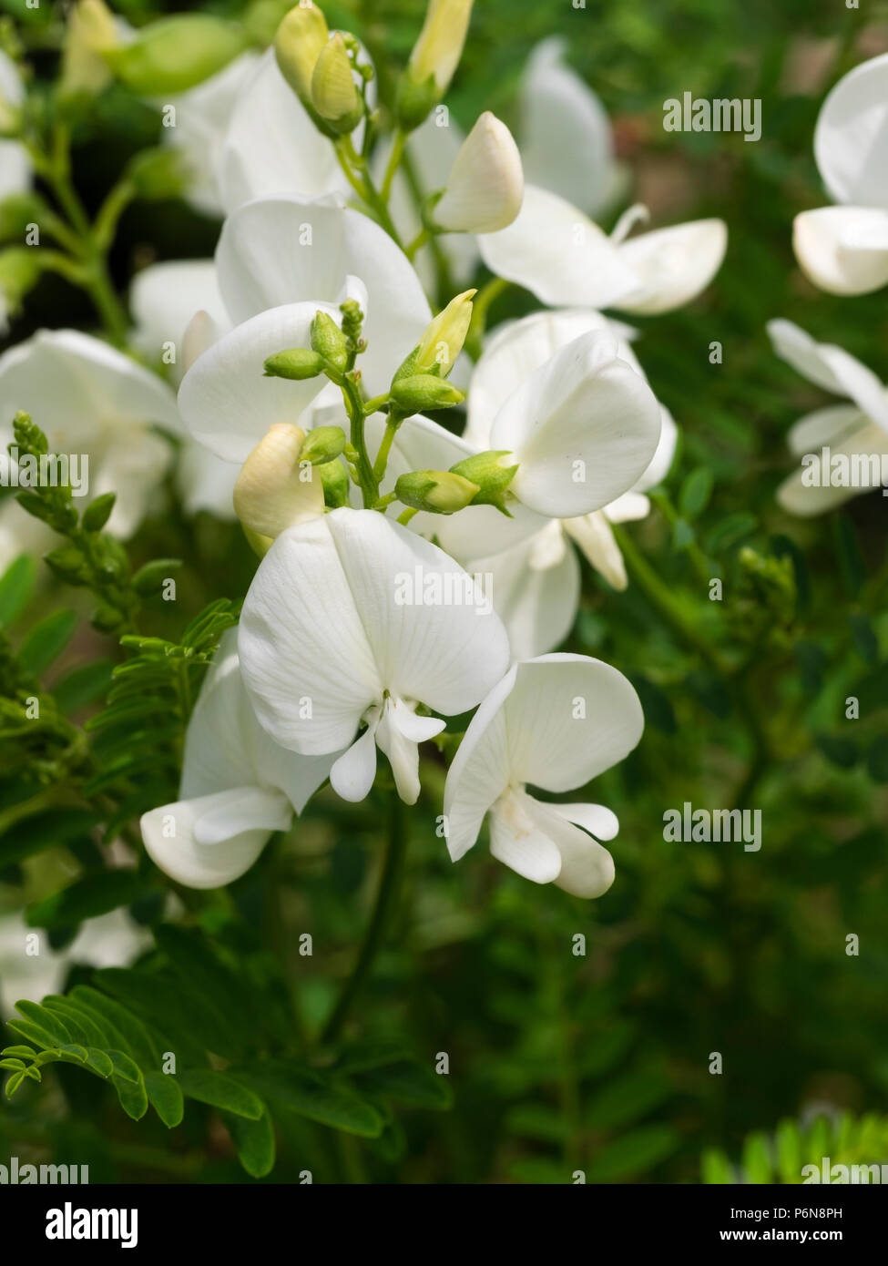 Weiß Erbse Blumen der Ausschreibung australische Staude Darling Erbse, Swainsona galegifolia 'Alba' Stockfoto