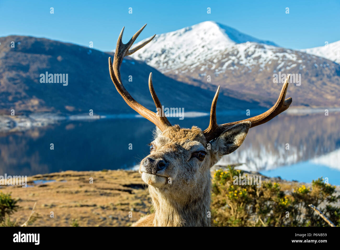 Ein Rotwild Hirsch (Cervus elaphus) durch Loch Quoich (Loch) mit einem Chuaich Sgùrr Fhuarain hinter, Glen Garry, Hochland, Schottland, Großbritannien Stockfoto