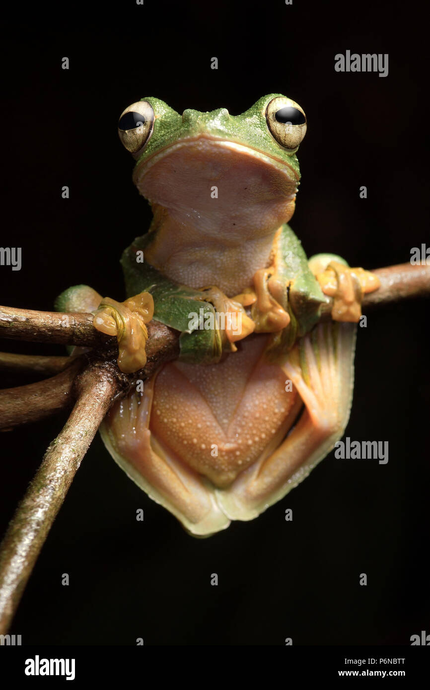 Rhacophorus nigropalmatus Fotos und Bildmaterial in hoher Auflösung