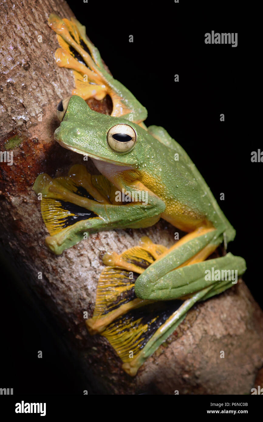 Wallace's Flying frog Rhacophorus nigropalmatus Stockfoto