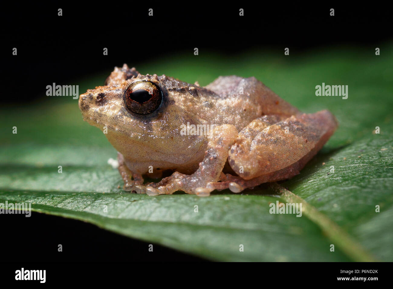 Bush Frosch Philautus sp Stockfoto