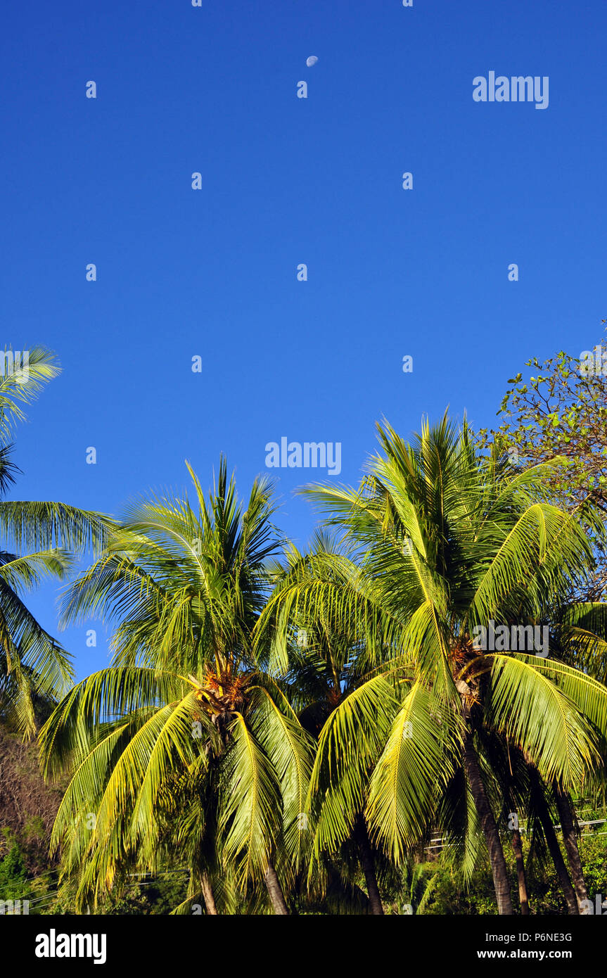 Die oberen zwei Palmen mit blauem Himmel und der Mond Stockfoto