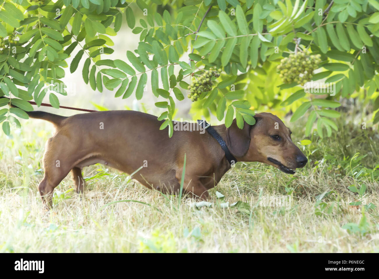 Jagd hund Dackel, Basset Spaziergänge entlang der Gras in der Straße in den Park Stockfoto