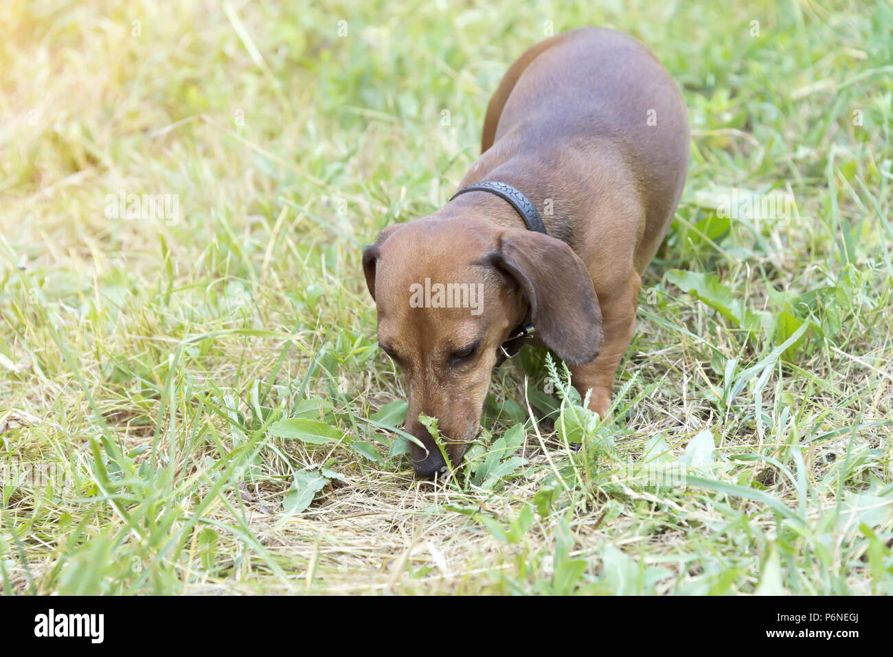 Jagd hund Dackel, Basset Spaziergänge entlang der Gras in der Straße in den Park Stockfoto