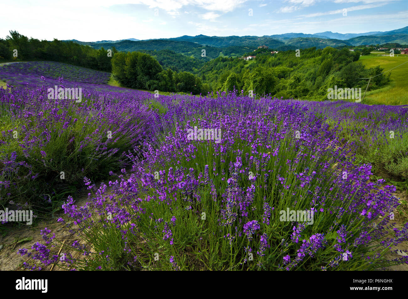 Lavendelfeld in der Blüte in der Nähe von Sale San Giovanni, in den Langhe Region, Provinz Cuneo, Piemont, Italien, Nord West Europa. Stockfoto