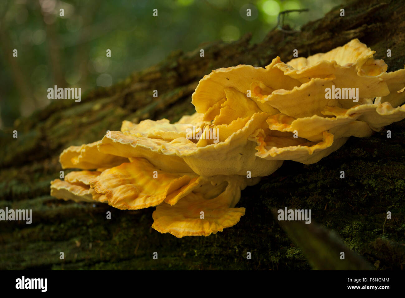 Huhn auf den Wald Pilze, Laetiporus sulfureus, manchmal auch Schwefel polypore wachsen in den neuen Wald in Hampshire England UK GB. Die c Stockfoto