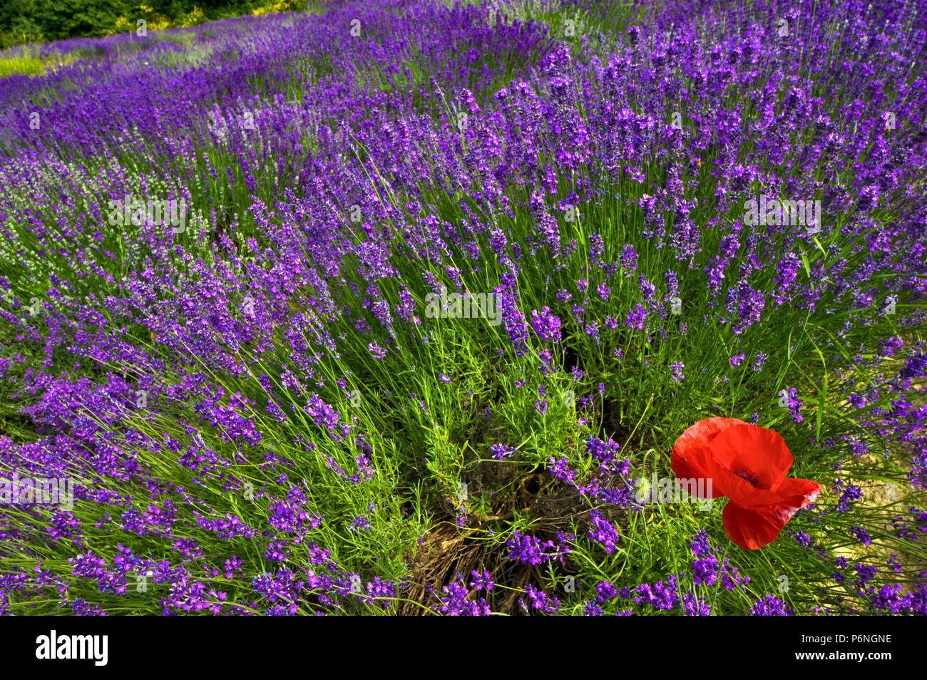 Roter Mohn in einem Lavendelfeld in der Blüte, in der Nähe des Dorfes Verkauf San Giovanni, in den Langhe, Provinz Cuneo, Piemont, Norditalien, Europa. Stockfoto