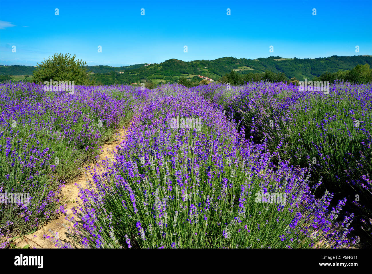 Lavendelfeld in der Blüte in der Nähe von Sale San Giovanni, in den Langhe Region, Provinz Cuneo, Piemont, Italien, Nord West Europa. Stockfoto