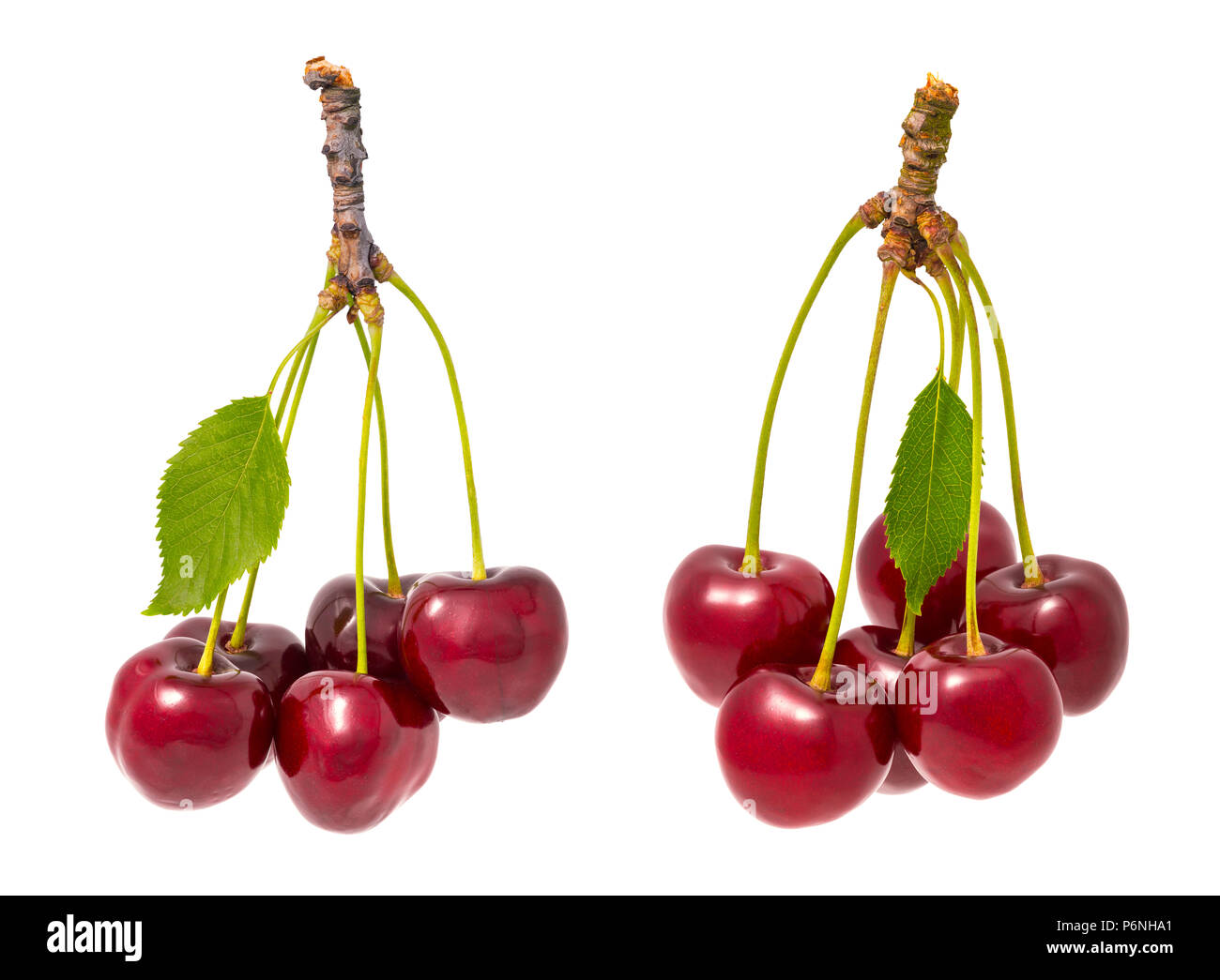 Zwei Trauben der roten Kirschen. Prunus avium. Schöne Nahaufnahmen der frische reife Beerenfrucht, grünen Stengel und Blätter. Gesund saftig Erfrischung. Stockfoto