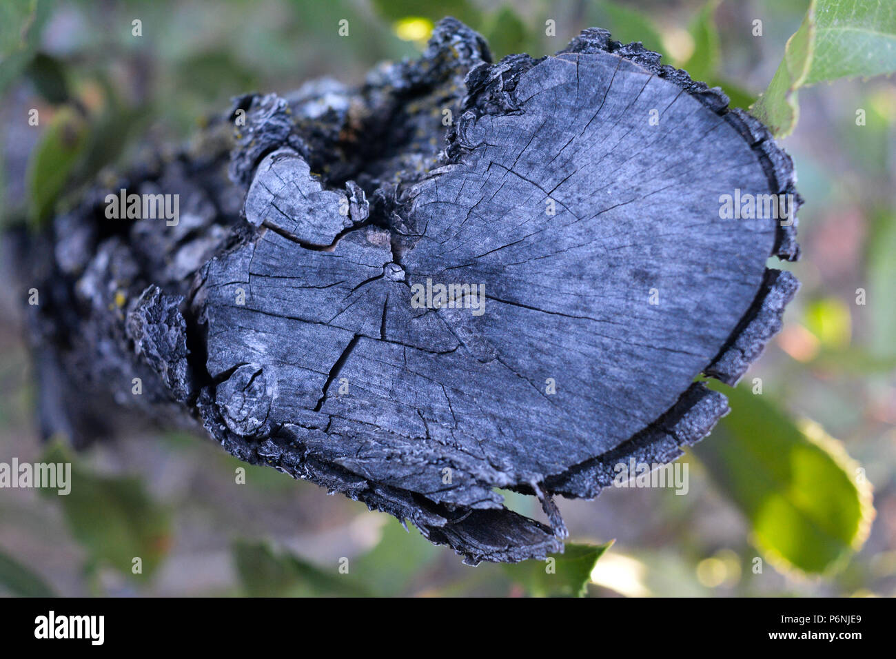 Ruhe Baumstumpf in Grün mit alter Ringe und Rinde Stockfoto