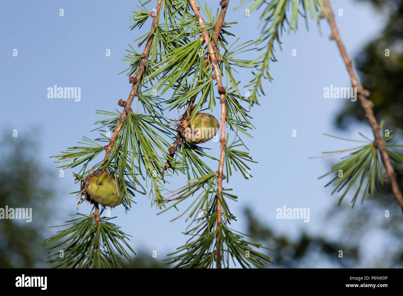 Sibirisk lärk, sibirische Lärche (Larix Pumila) Stockfoto