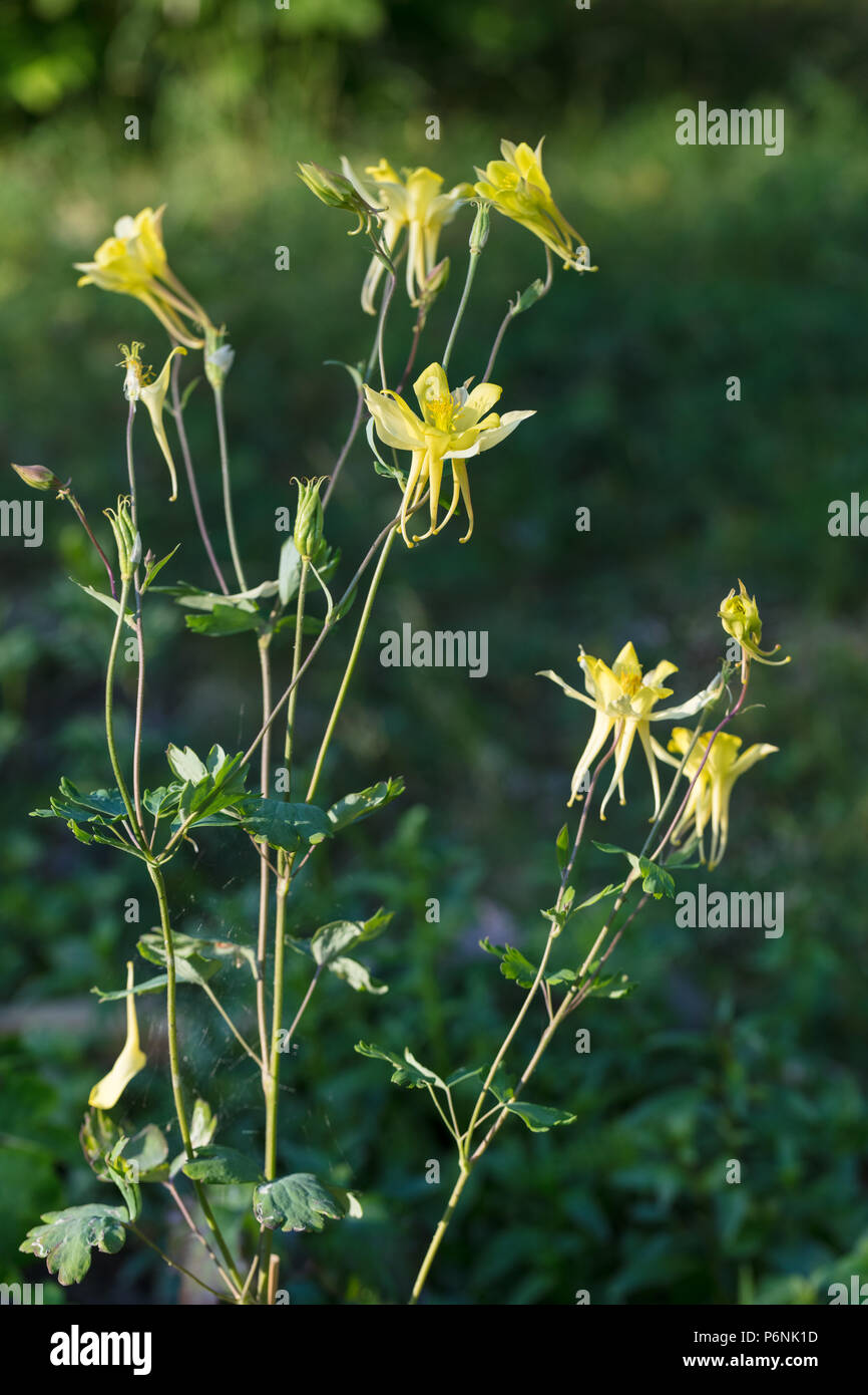 'McKana Giant" Mckana von Columbine, Pastellakleja (Aquilegia "cultorum) Stockfoto