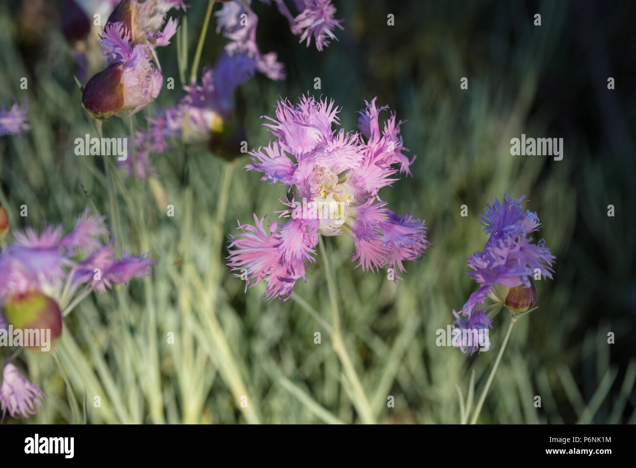 Großen, Rosa, Praktnejlika (Dianthus superbus) Stockfoto