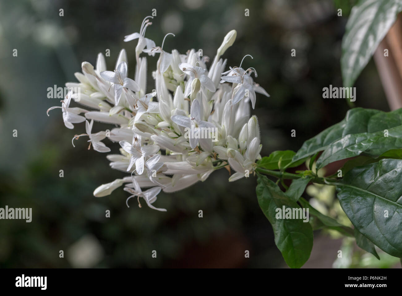 Weiße Kerzen, Snöax (Whitfieldia elongata) Stockfoto