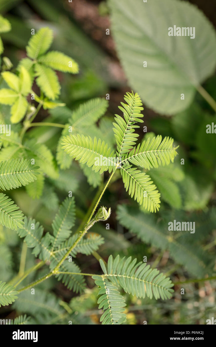 Empfindliche Pflanze, Sensitiva (Mimosa pudica) Stockfoto