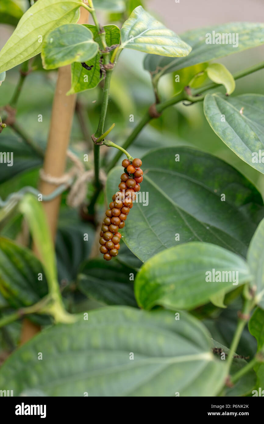 Schwarzer Pfeffer, Pepparplanta (Piper nigrum) Stockfoto