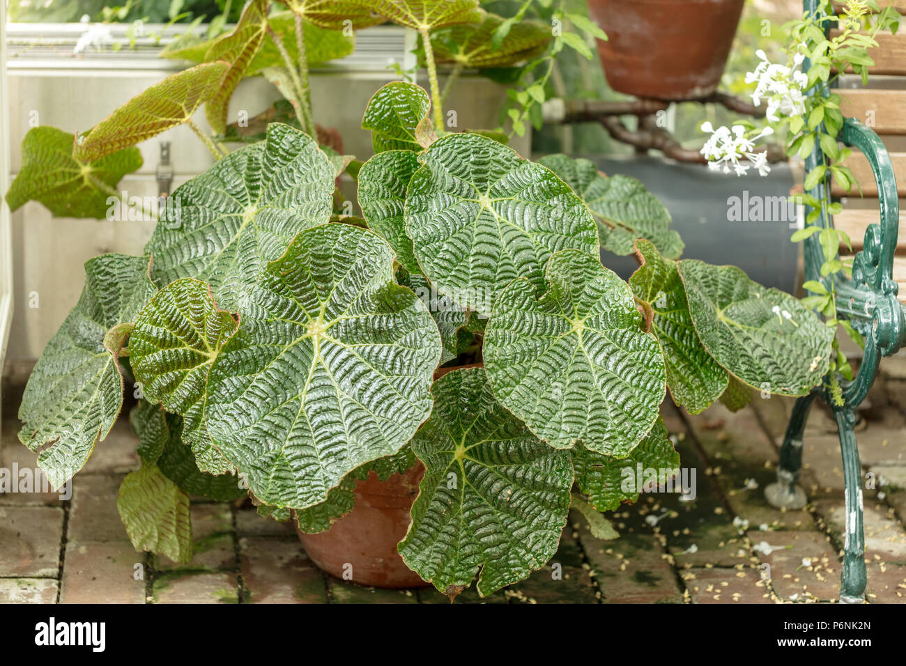 Spinnennetz Begonia, Begonien (Begonia paulensis binotii) Stockfoto