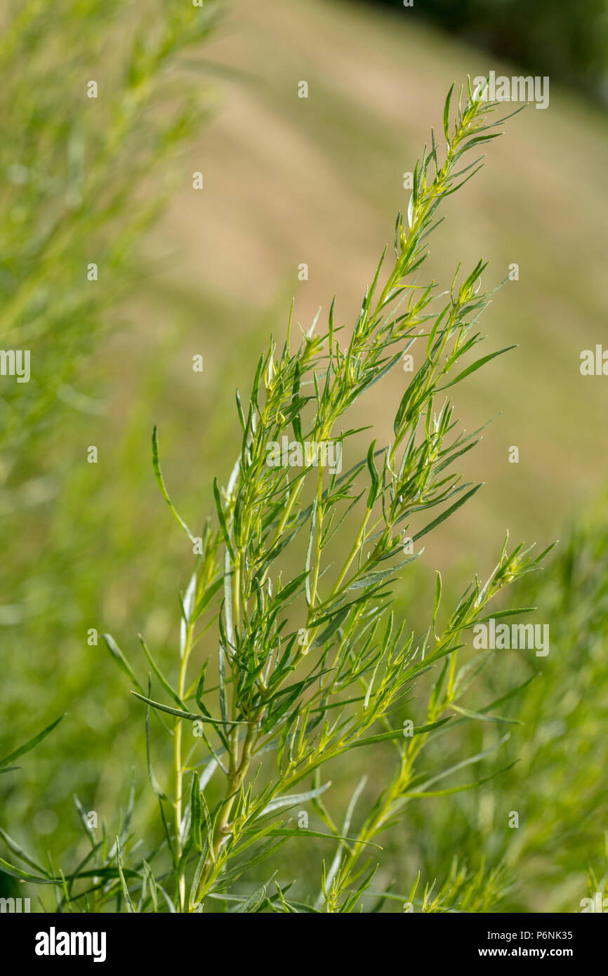 Russische Estragon, Rysk Dragon (Artemisia dracunculoides) Stockfoto