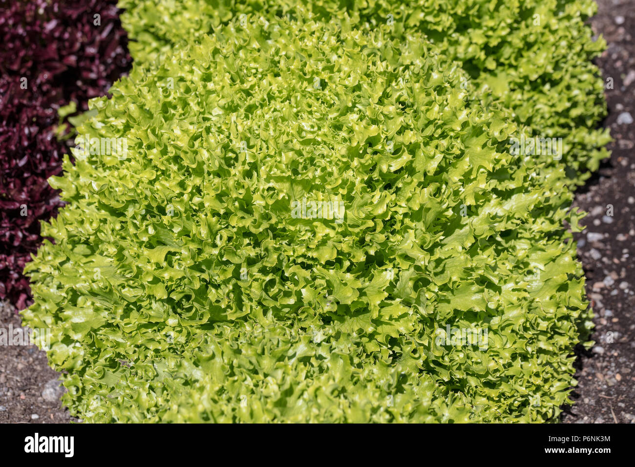 "Erforschen", Isbergssallat Kopfsalat (Lactuca sativa) Stockfoto