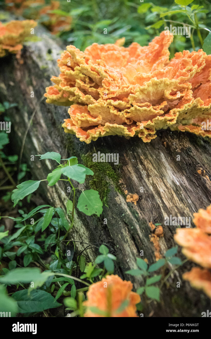 Huhn auf den Wald (auch als Chicken Mushroom oder Sulpher Regal bekannt) ist ein essbarer Pilz Delikatesse in der Familie. Stockfoto