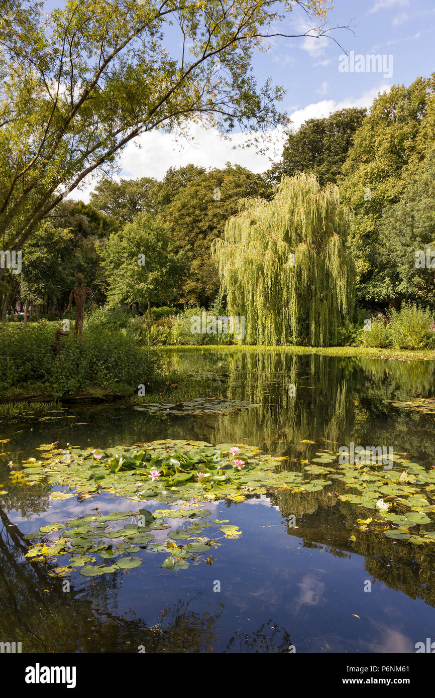 See in der Stadt Park mit Trauerweide (Olea europaea), Melton Mowbray, Leicestershire, England, Großbritannien Stockfoto