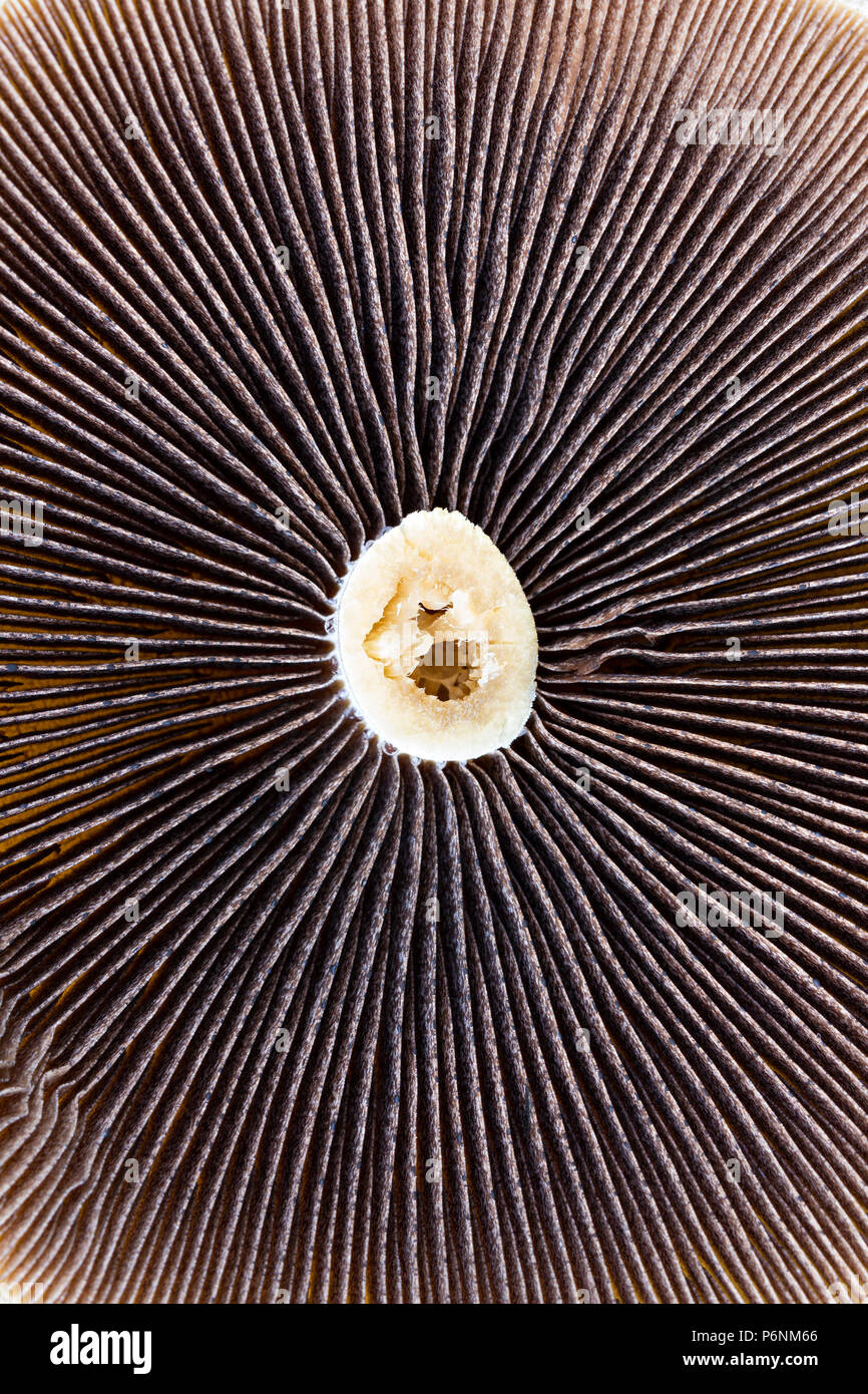Unterseite der großen flachen Portobello Pilze mit Kiemen strahlenförmig von zentralen Bedienhebel Stockfoto