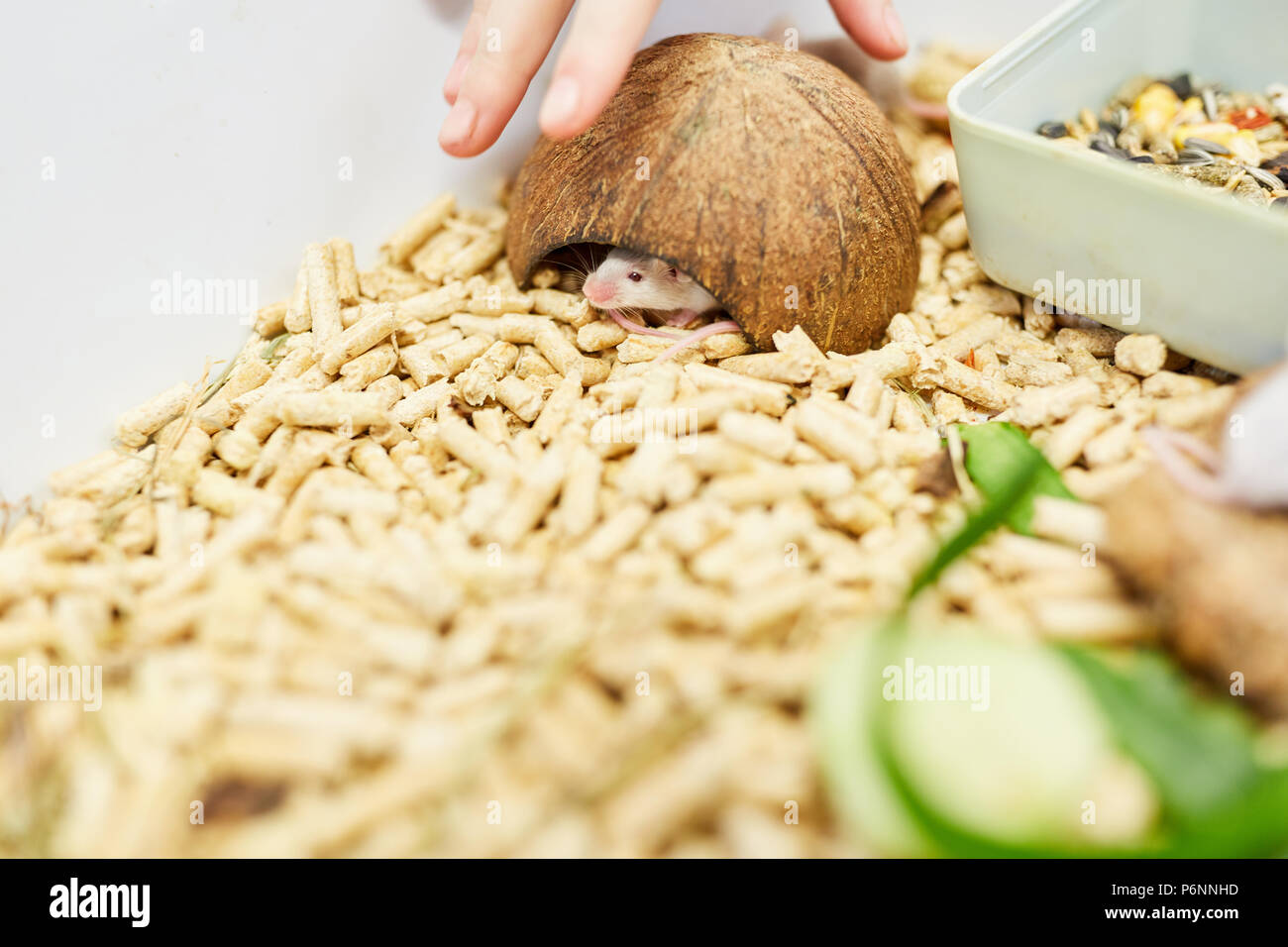 Eine kleine Maus versteckt sich unter einer Kokosnuss im Käfig im Labor Stockfoto