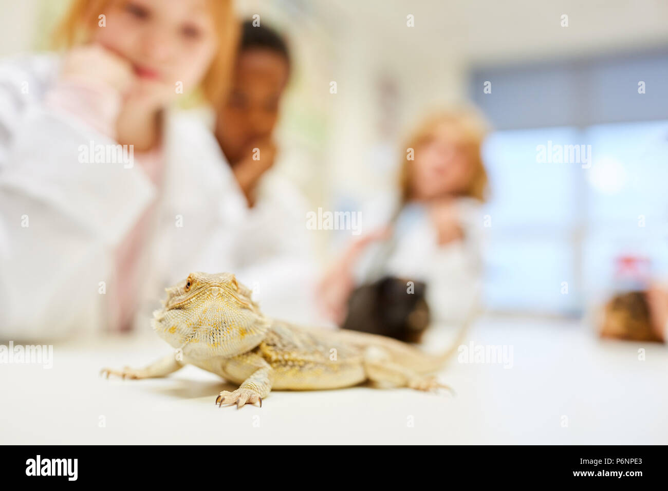 Ein leguan wird von Grundschülern im Biologieunterricht recherchiert Stockfoto