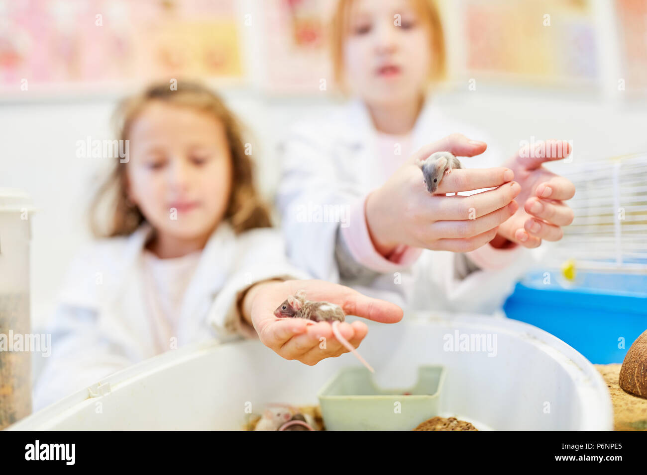 Schülerinnen und Schüler im Biologieunterricht von der Grundschule das Verhalten von Mäusen zu erkunden Stockfoto