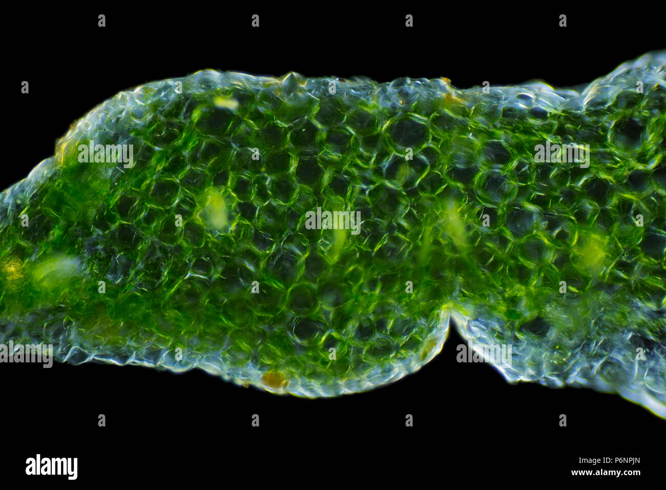 Mikroskopische Ansicht einer auffälligen Fetthenne (Hylotelephium spectabile) Blatt Querschnitt. Polarisiertes Licht, gekreuzten Polarisatoren. Stockfoto