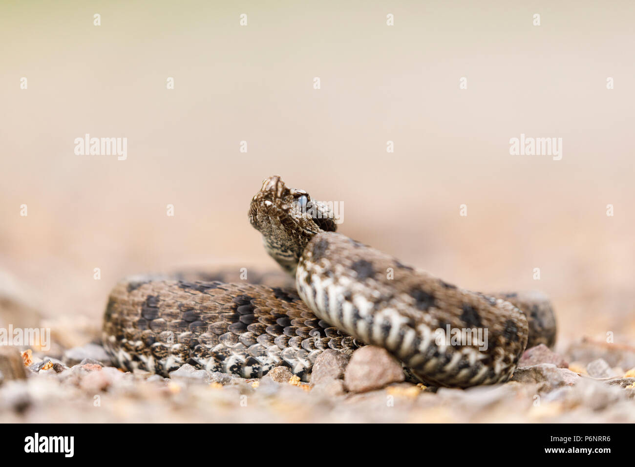 Vipera latastei, snub-gerochene Viper (Vipera latastei) vor der Mauser. Moncayo Naturpark. Saragossa. Aragón Provinz. Spanien. Iberischen Halbinsel. Euro Stockfoto