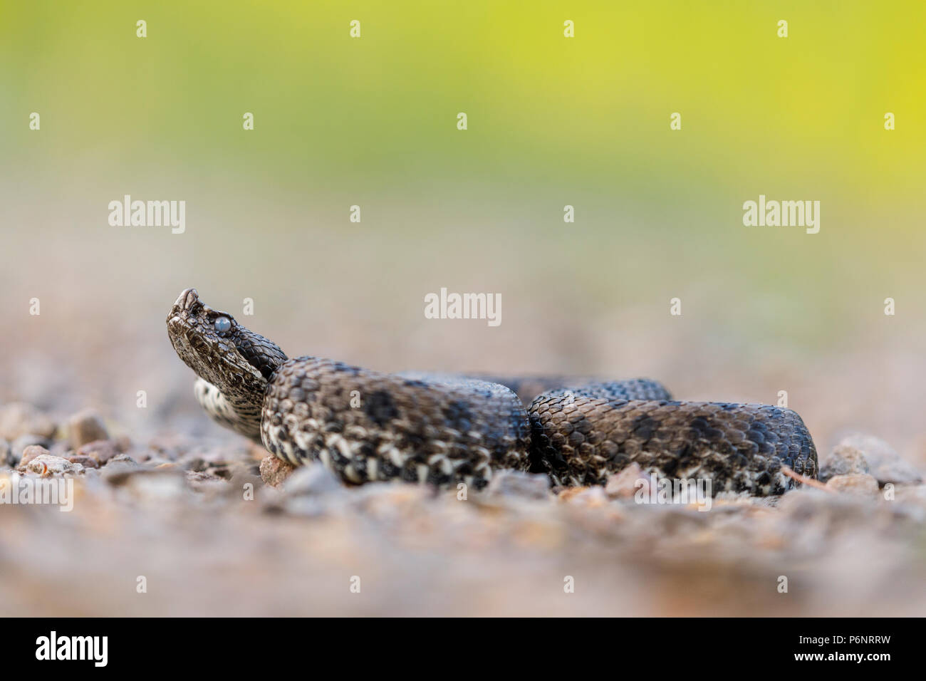 Vipera latastei, snub-gerochene Viper (Vipera latastei) vor der Mauser. Moncayo Naturpark. Saragossa. Aragón Provinz. Spanien. Iberischen Halbinsel. Euro Stockfoto