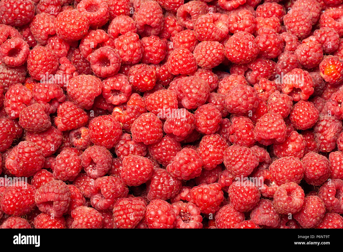 Reife und Frische rote Himbeeren als natürlichen Hintergrund. Stockfoto