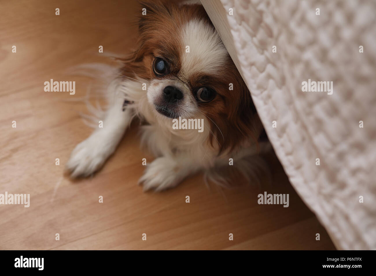 Dekorative Hunderasse. Kleine Haushund. Der Hund unter dem Bett versteckt.  Japanische hin Hund Stockfotografie - Alamy