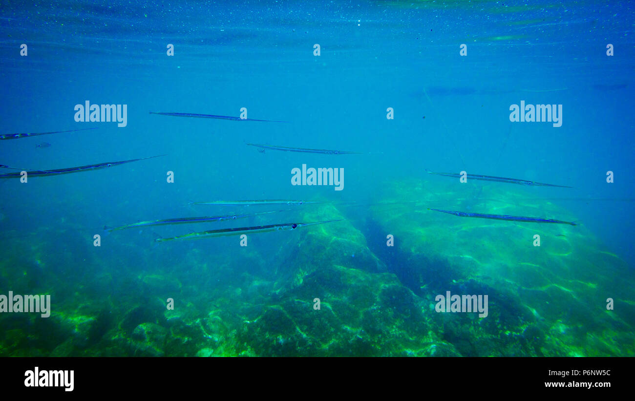 Lange Gruppe der Fische im Meer unter Wasser. Stockfoto
