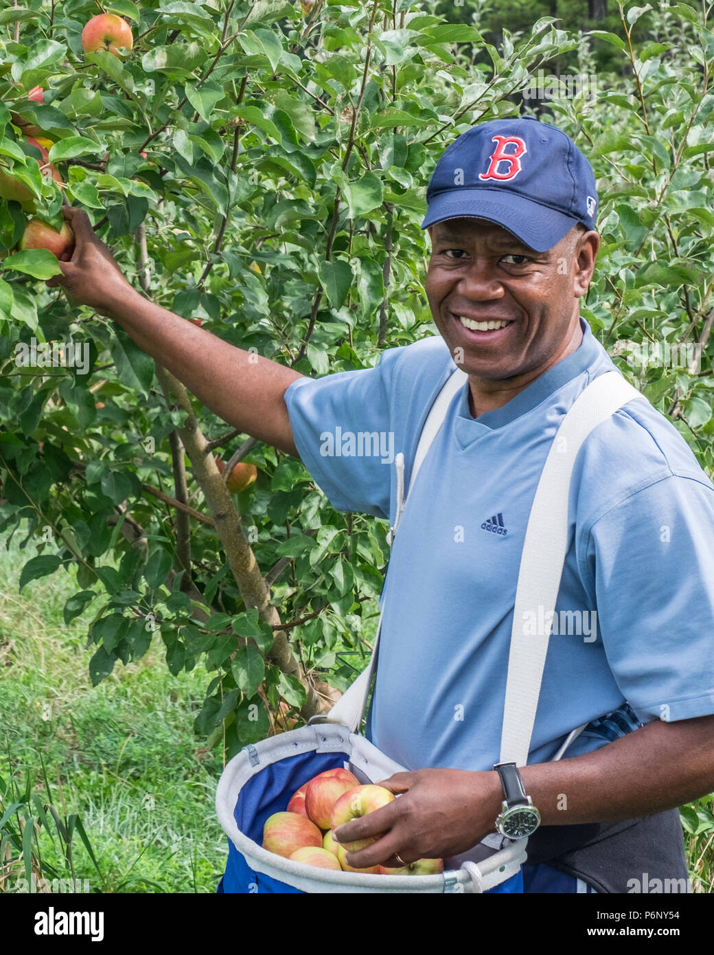 Man pflücken Äpfel an einem Massachusetts orchard Stockfoto