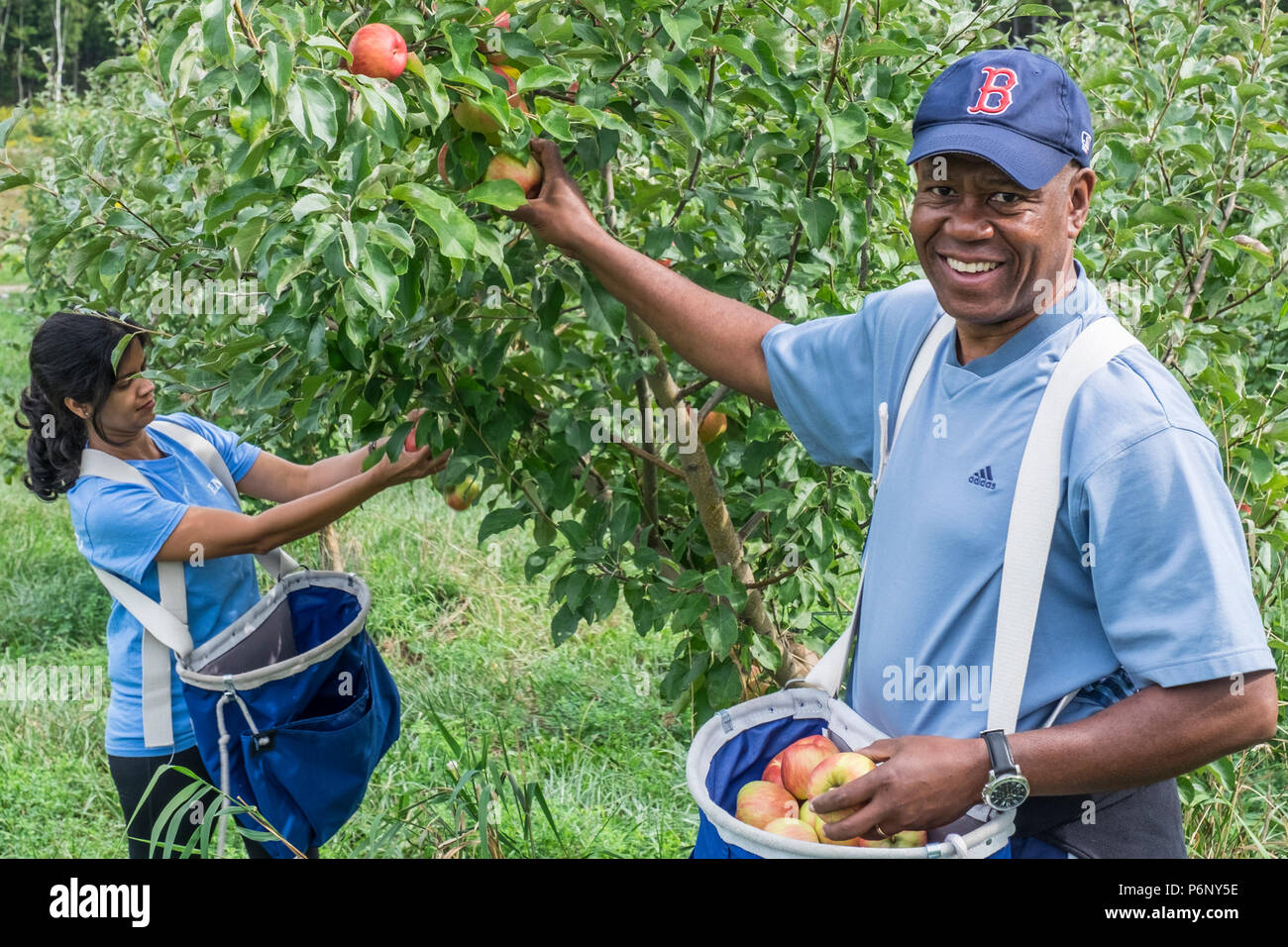 Zwei Menschen pflücken Äpfel an einem Massachusetts orchard Stockfoto