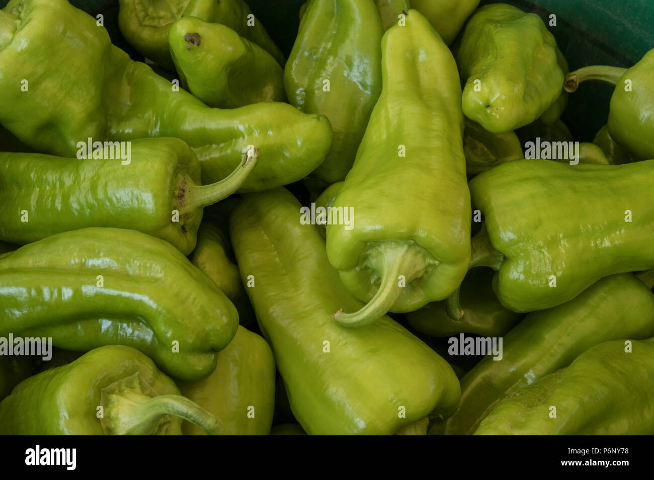 Frisch Paprika auf einem Bauernhof in North Grafton, MA abgeholt Stockfoto