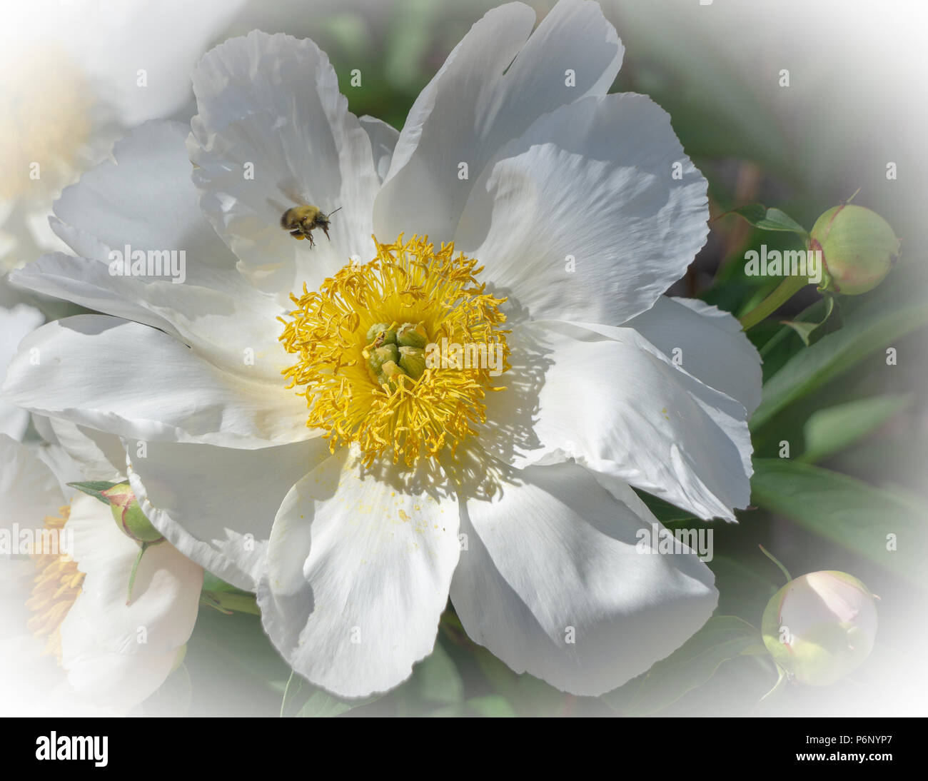 Japanische anemone Calgary, Alberta Kanada Stockfoto