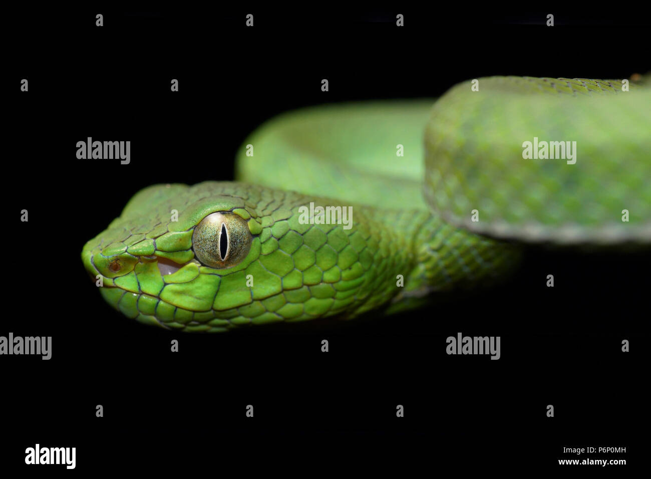 Sumatra pit Viper ein älterer Name sumatranus Stockfoto