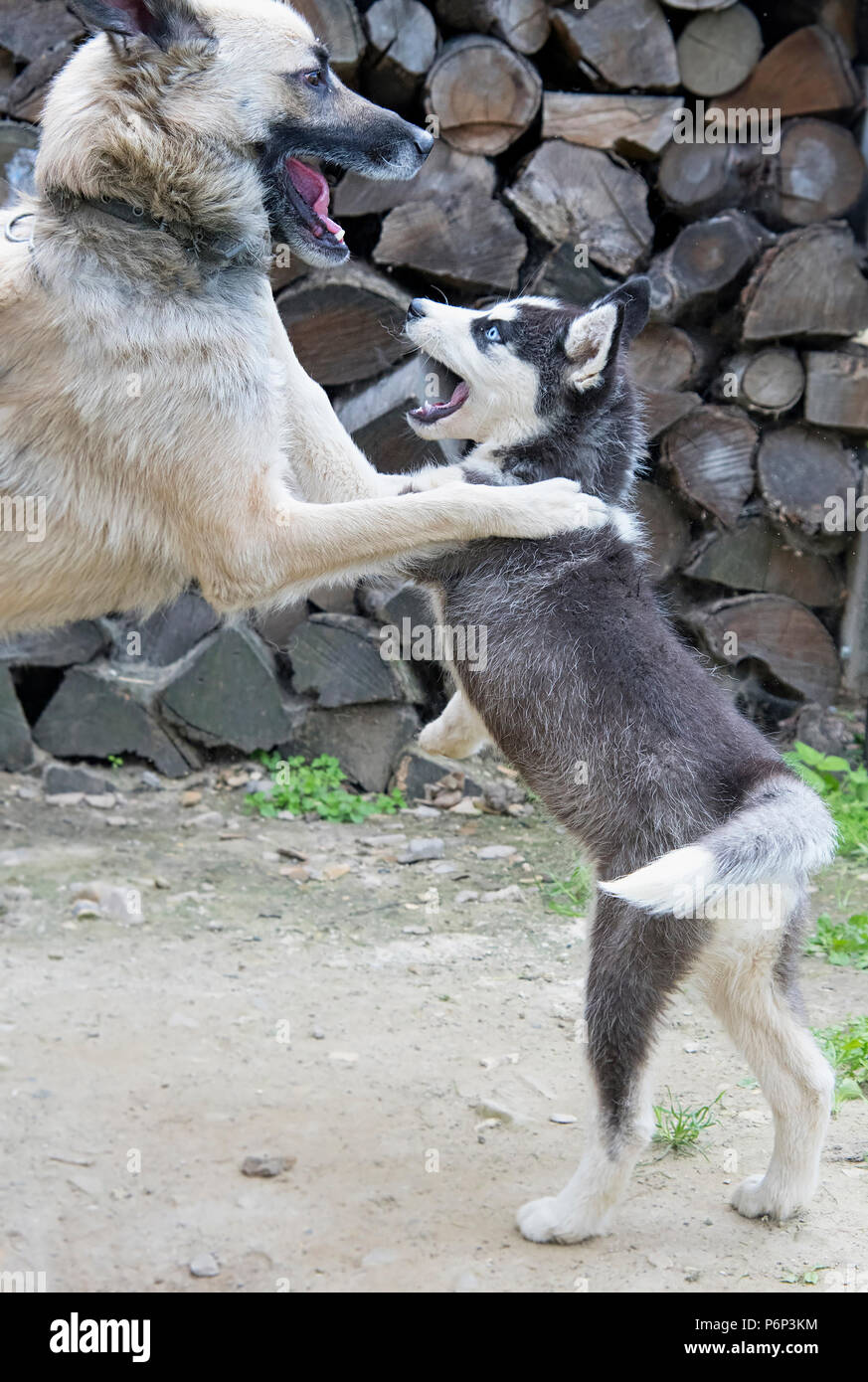 Hund und sibirischen Husky Rasse spielen Miteinander Stockfoto