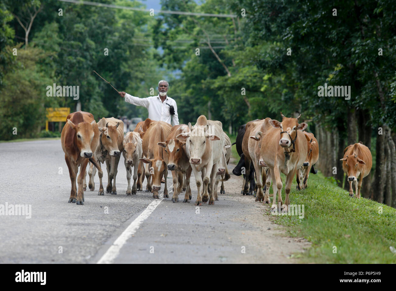 Ein herder führt eine Herde von Rindern an Sunamganj, Bangladesch. Stockfoto