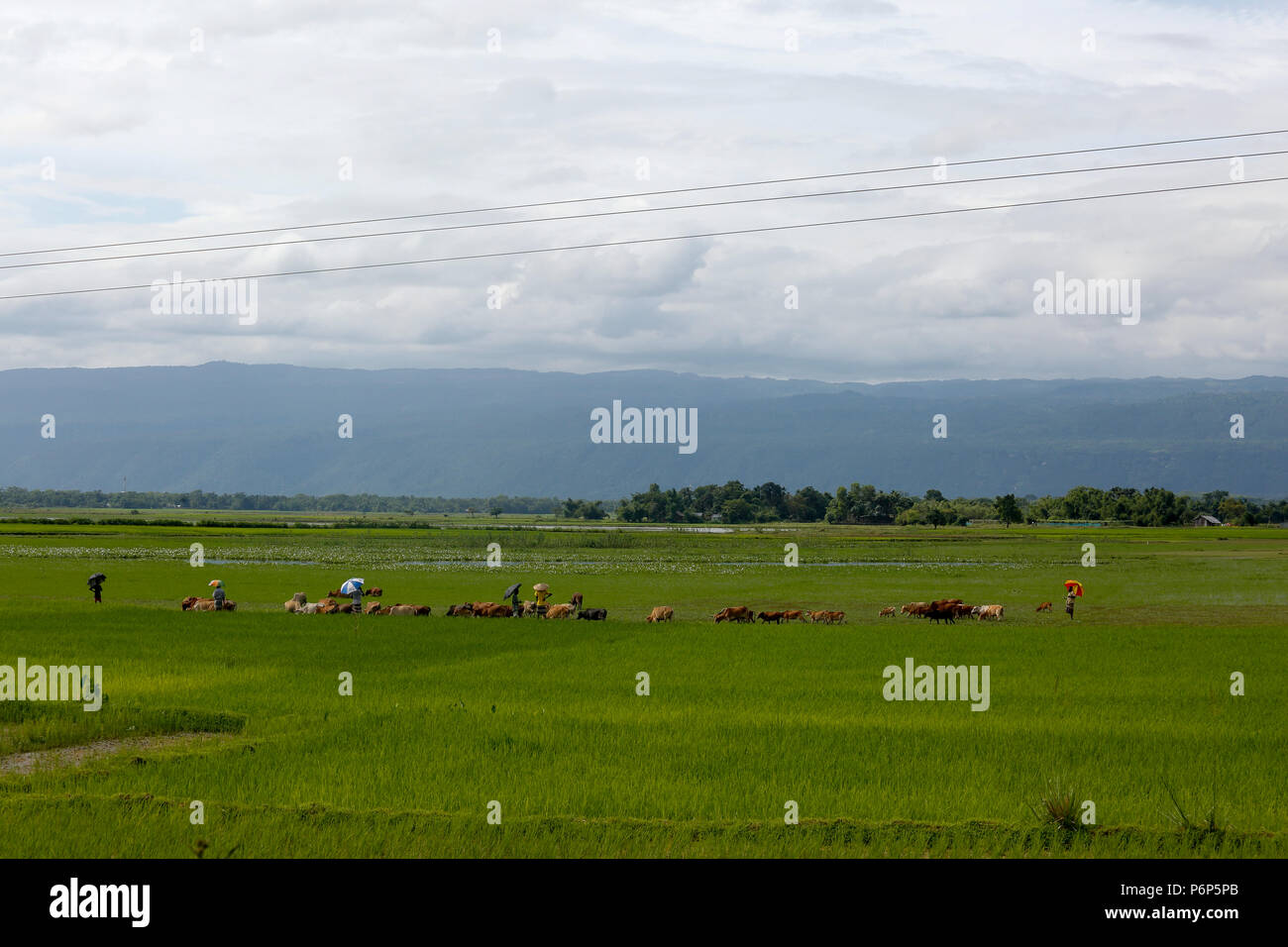 Eine Herde von Rindern grasen neben den Berg an Goainghat, Sylhet, Bangladesh. Stockfoto