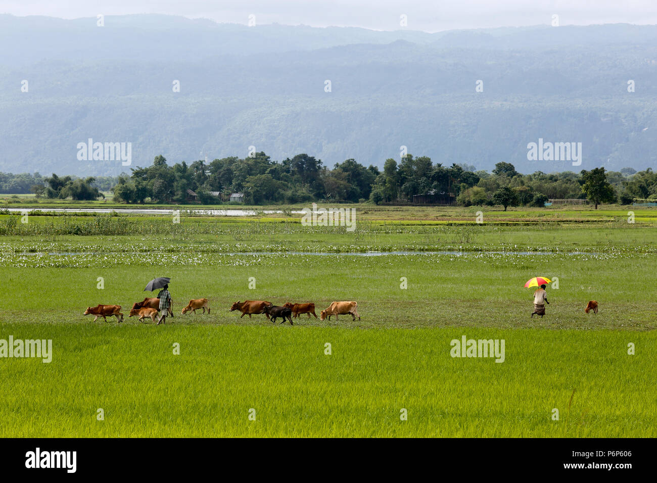Eine Herde von Rindern grasen neben den Berg an Goainghat, Sylhet, Bangladesh. Stockfoto