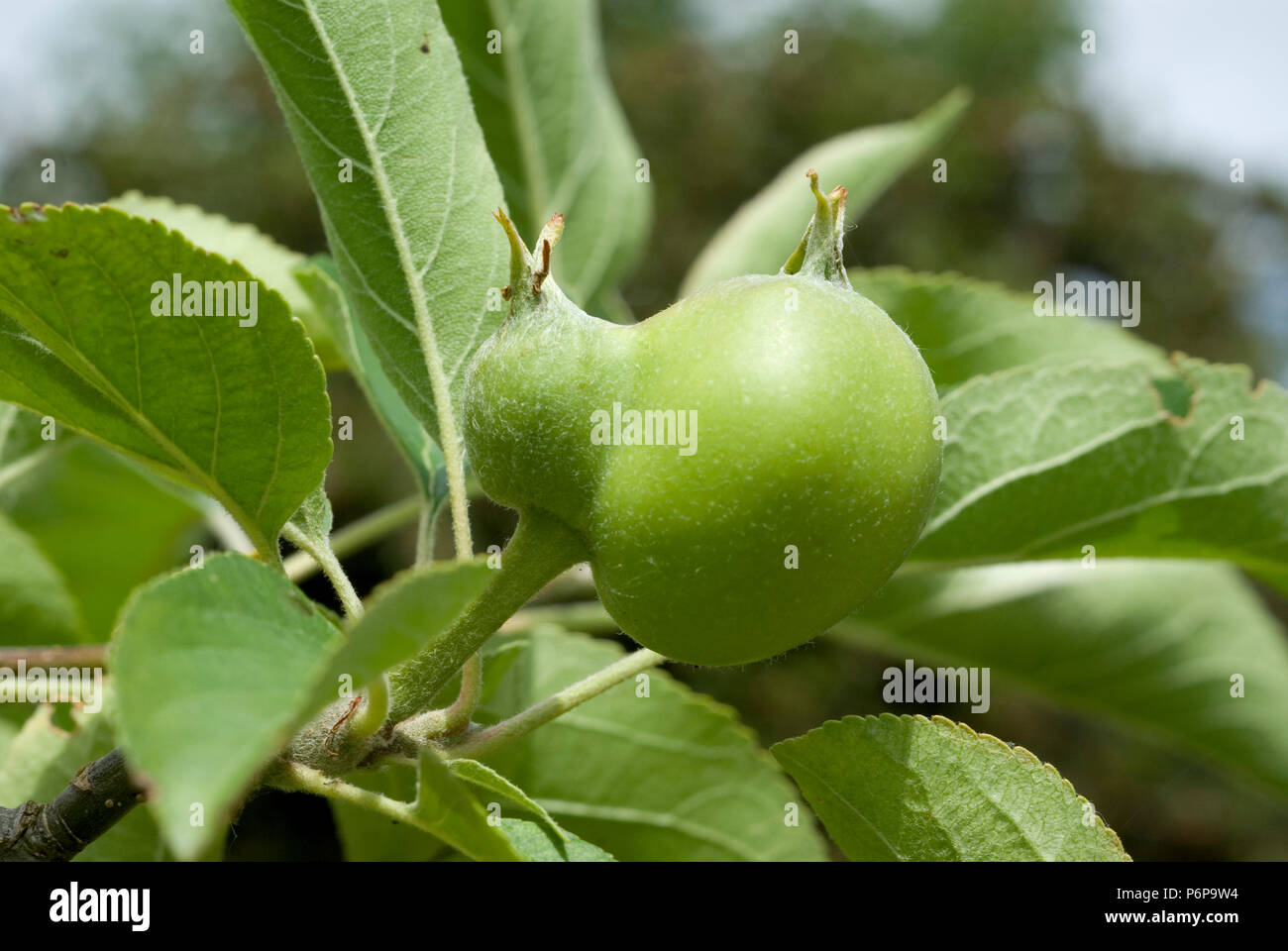 Apple mit Fasciation Stockfoto