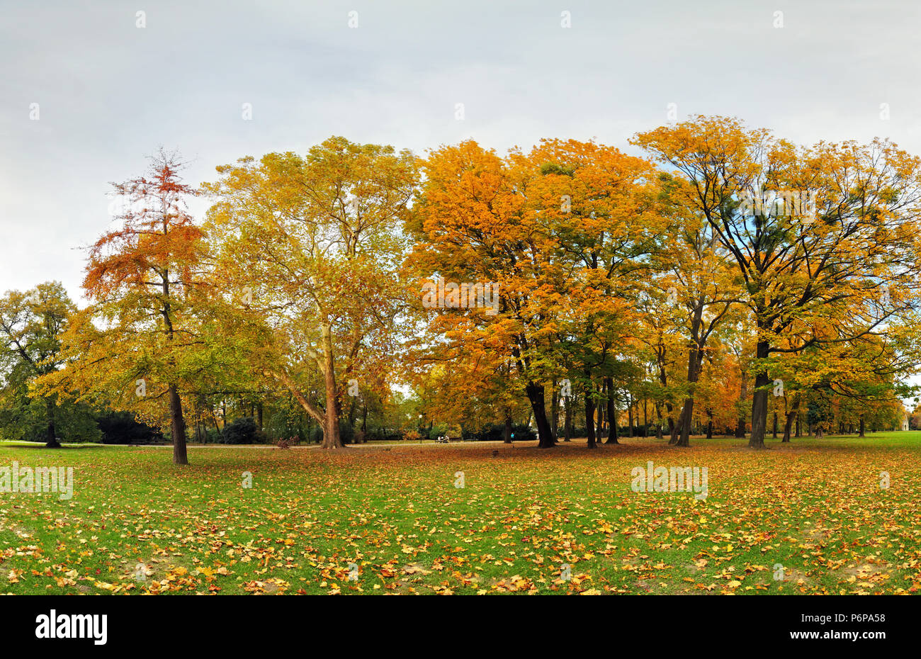 Herbst Wald im Park, Bratislava Stockfoto