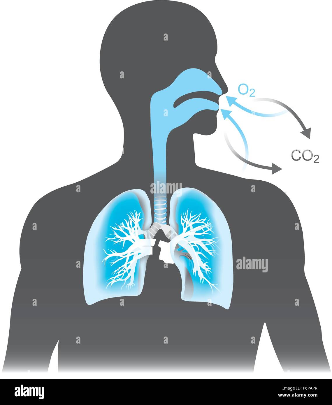 Die Lungen sind die primären Organe der Atmung beim Menschen. Mono Ton Schwarz und Blau. Stock Vektor