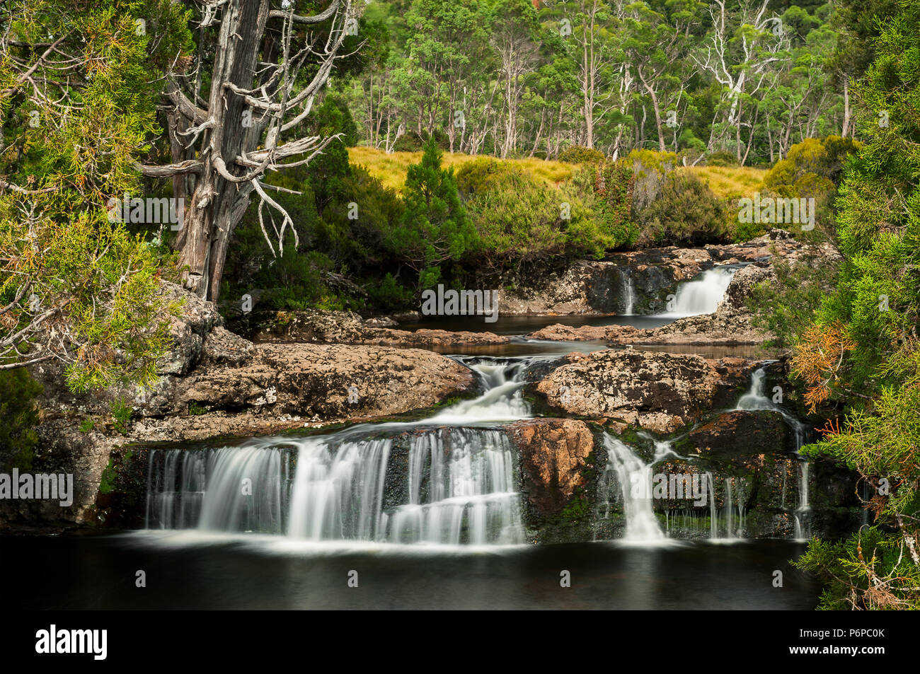 Pencil Pine fällt in Cradle Mountain and Lake St Clair National Park. Stockfoto