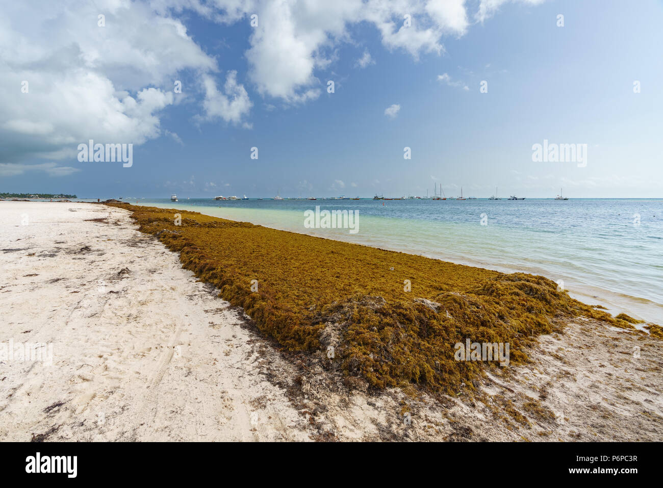 Punta Cana, Dominikanische Republik - 17. Juni 2018: sargassum Algen auf dem beaytiful Ocean Beach in Playa Bavaro, Punta Cana, das Ergebnis der globalen Erwärmung Klimawandel. Stockfoto