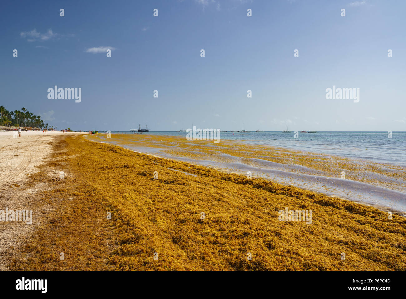 Punta Cana, Dominikanische Republik - 17. Juni 2018: sargassum Algen auf dem beaytiful Ocean Beach in Playa Bavaro, Punta Cana, das Ergebnis der globalen Erwärmung Klimawandel. Stockfoto